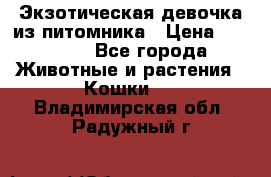 Экзотическая девочка из питомника › Цена ­ 25 000 - Все города Животные и растения » Кошки   . Владимирская обл.,Радужный г.